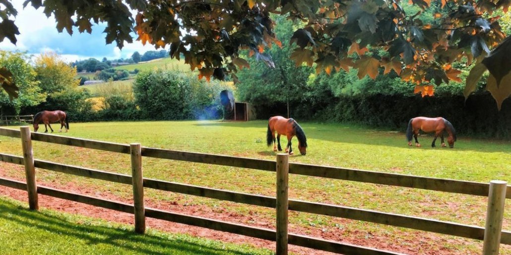 Horse Rehabilitation