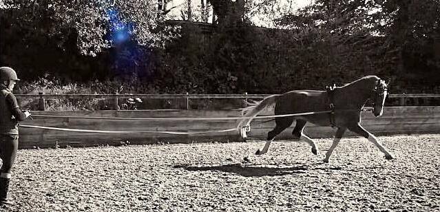 Long Reining