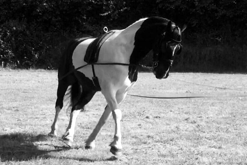 Long Reining Horses